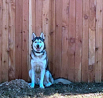 Photo of Cerberus