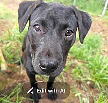 Photo of Pebbles - Puppy