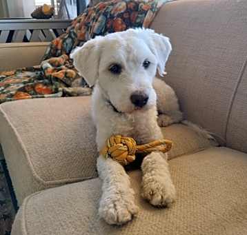 Photo of Cooper