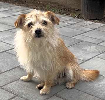 Photo of Benji