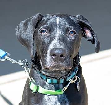 Photo of Banjo