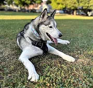 Photo of Chi