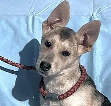 Photo of Charm