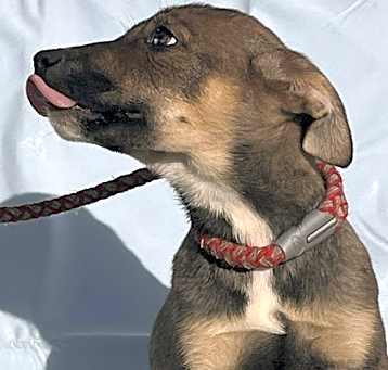 Photo of Carlie/ ADOPTED