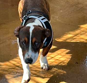 Photo of Romeo
