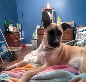 Photo of Honey