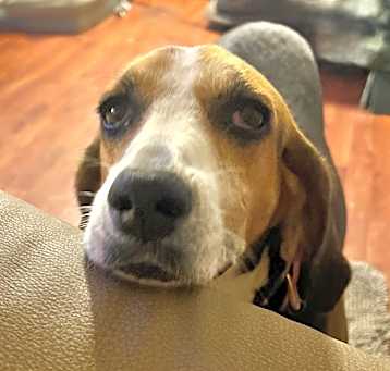Photo of Macie