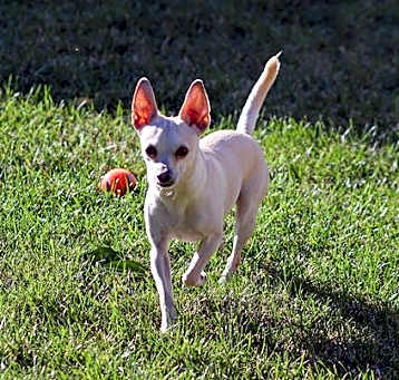 Photo of Rosco