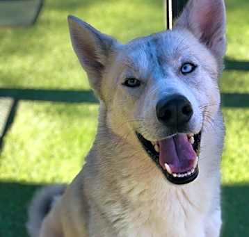 Photo of Sparky