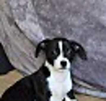 Photo of Toto