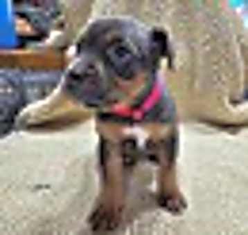 Photo of Skye