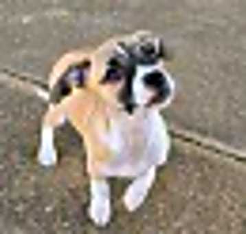 Photo of Tinkerbelle