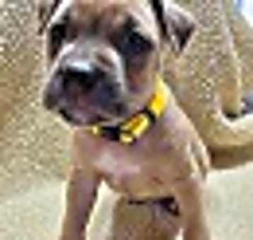 Photo of Sweetie