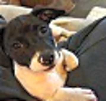 Photo of Tilly