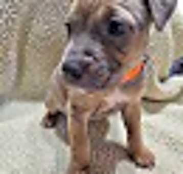 Photo of Zuma