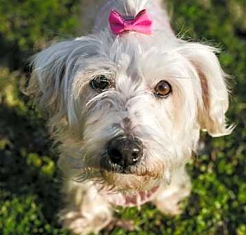 Photo of Opal