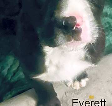 Photo of Everett