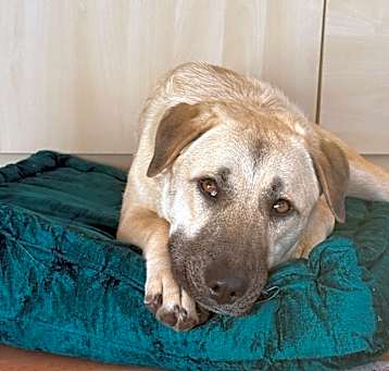 Photo of Luana - Loves Dogs, Potty Trained! Adopt $0