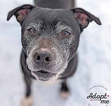 Photo of Diesel