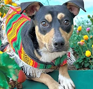 Photo of Buster