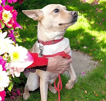 Photo of Luna