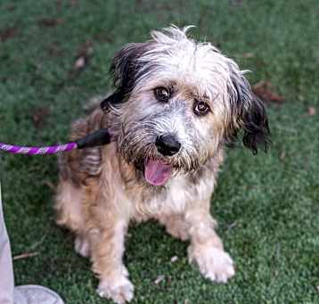 Photo of BENJI