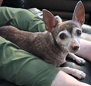 Photo of Coco