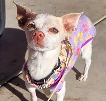 Photo of Coco