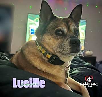Photo of Lucille (Courtesy Post)