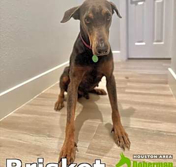 Photo of Brisket