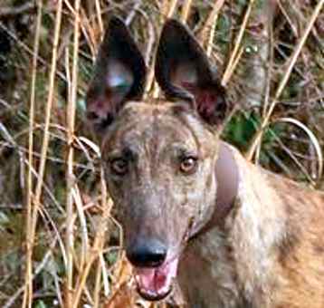 Photo of AMF Sister Sue