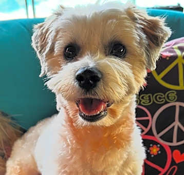 Photo of Teddy
