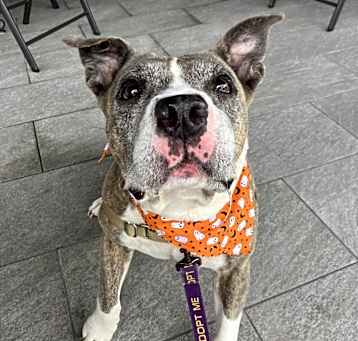 Photo of Annie