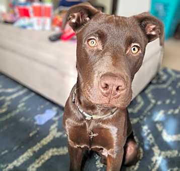 Photo of Grizzly
