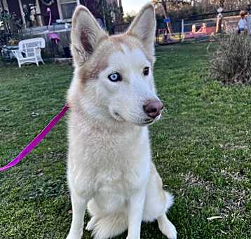 Photo of Mishka