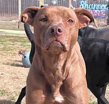 Photo of Ruby