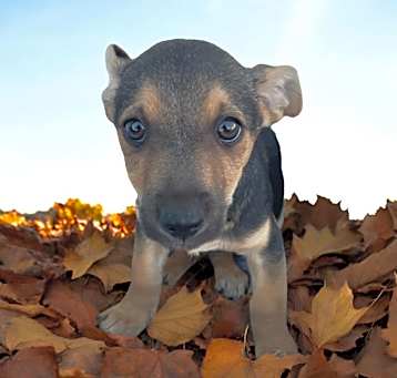 Photo of Pistachio