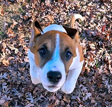 Photo of Riblet
