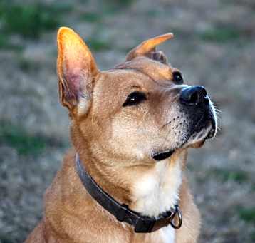 Photo of Zeke