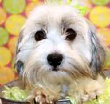 Photo of Riley