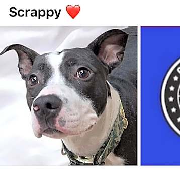 Photo of SCRAPPY