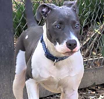 Photo of Blue Boy