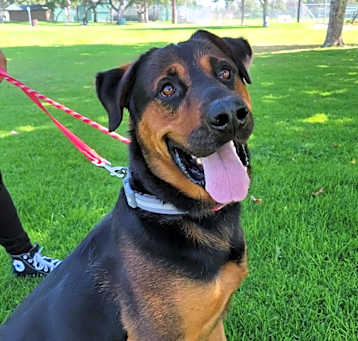 Photo of BARNEY