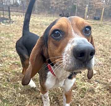 Photo of Rocky