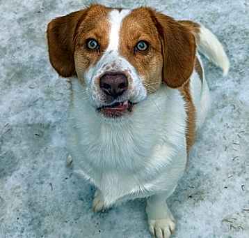 Photo of Cosmo