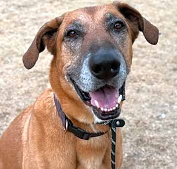 Photo of Rufus