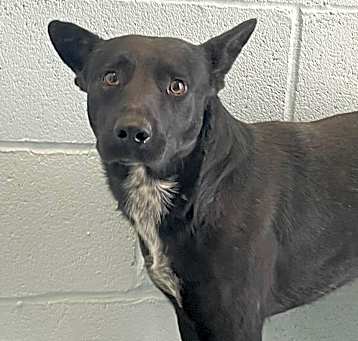 Photo of Midnight