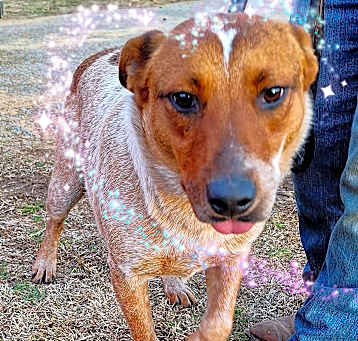 Photo of Red