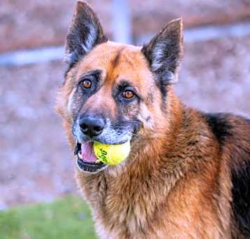 Photo of *HUMPHREY