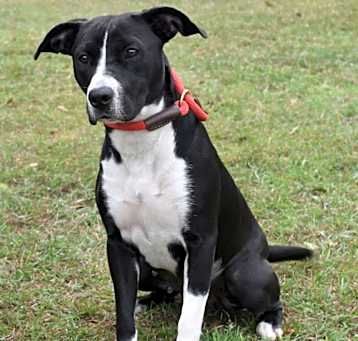Photo of Merlot